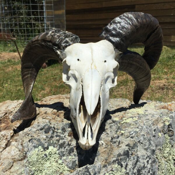 Four-Horned Ram Skull 10